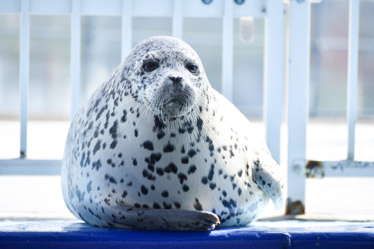 シーパラ3日目のキョロ