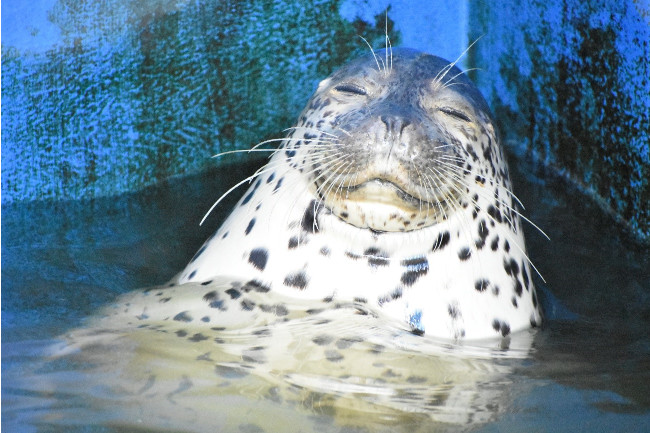 まるで温泉にいるようなキョロ