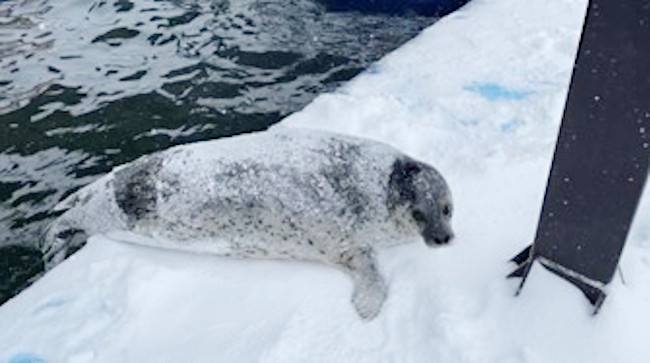 停電中も関係なく雪で遊ぶ日和