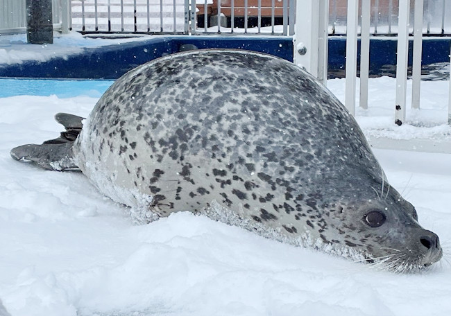 キョロも雪ではしゃいでいました