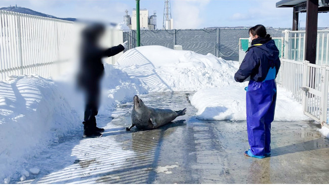 アグの餌やり体験