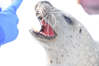 5.7月：じゃんけんぽん（チョキ）
