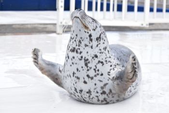 5.7月：じゃんけんぽん（パー）