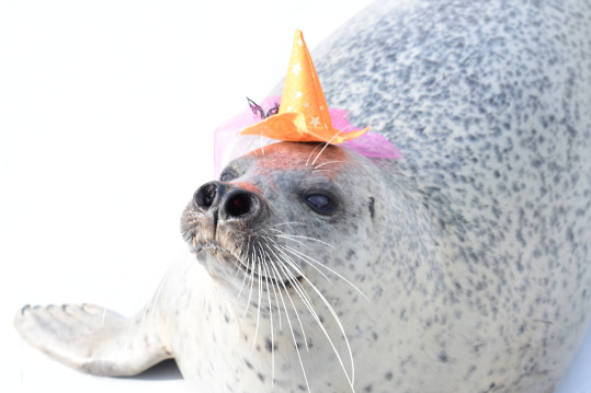 10月：ハロウィン