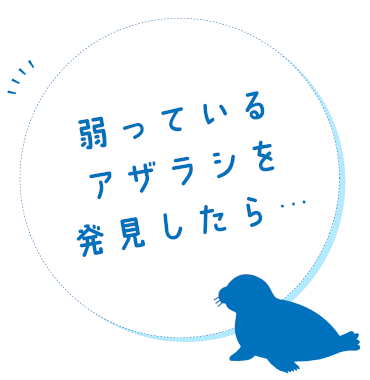 弱っているアザラシを発見したら…