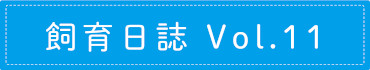 飼育日誌 Vol.11