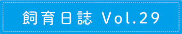 飼育日誌 Vol.29
