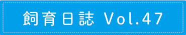 飼育日誌 Vol.47