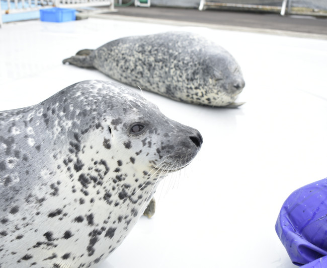 アザラシシーパラダイス