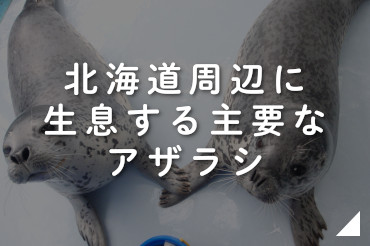 北海道周辺に生息する主要なアザラシ